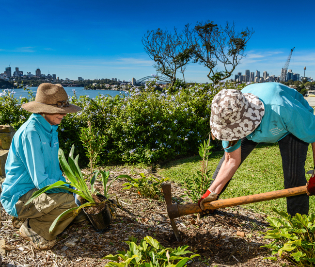 Single-Column_Cockatoo-Volunteers_01.jpg